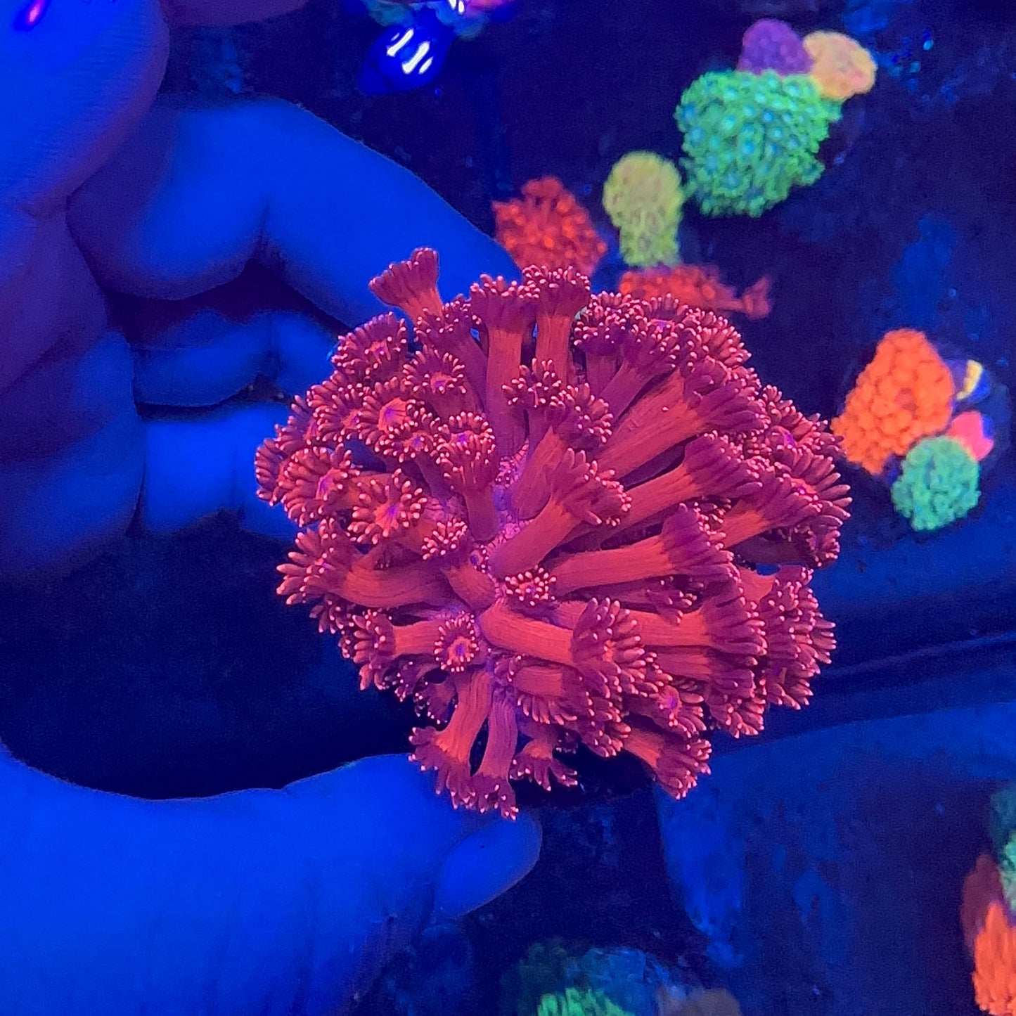 Goniopora Metalic Red