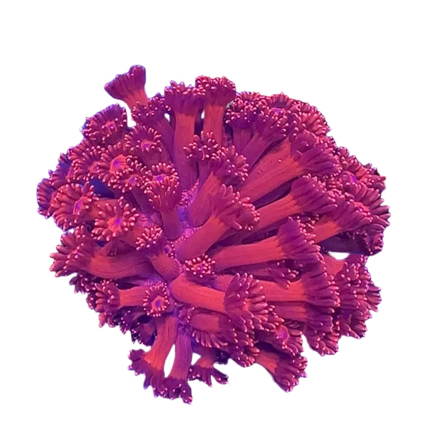 Goniopora Metalic Red