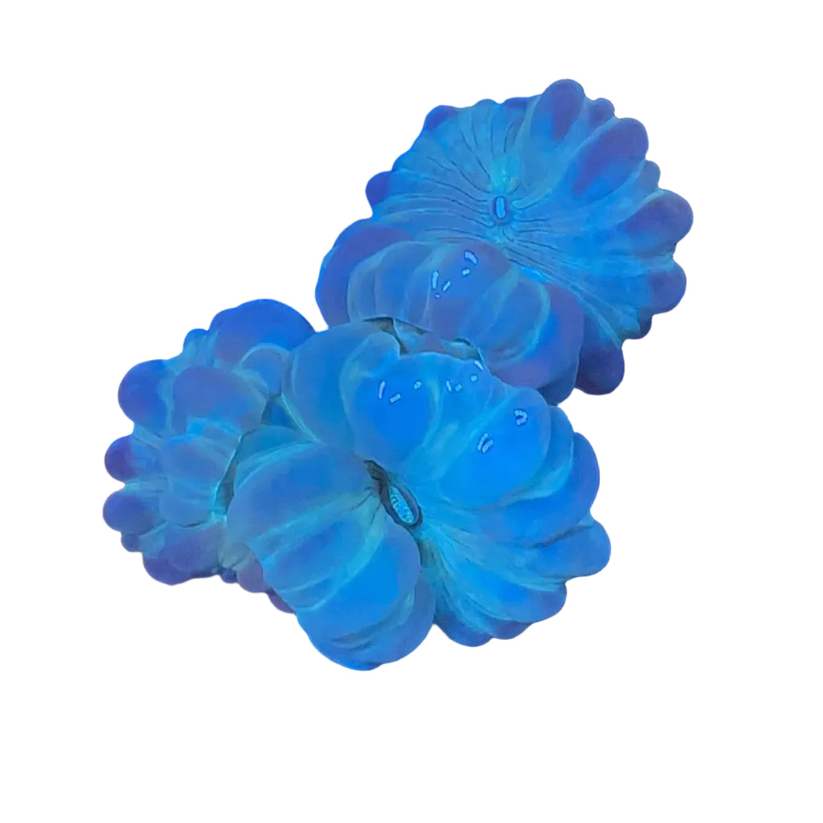 Fox Coral