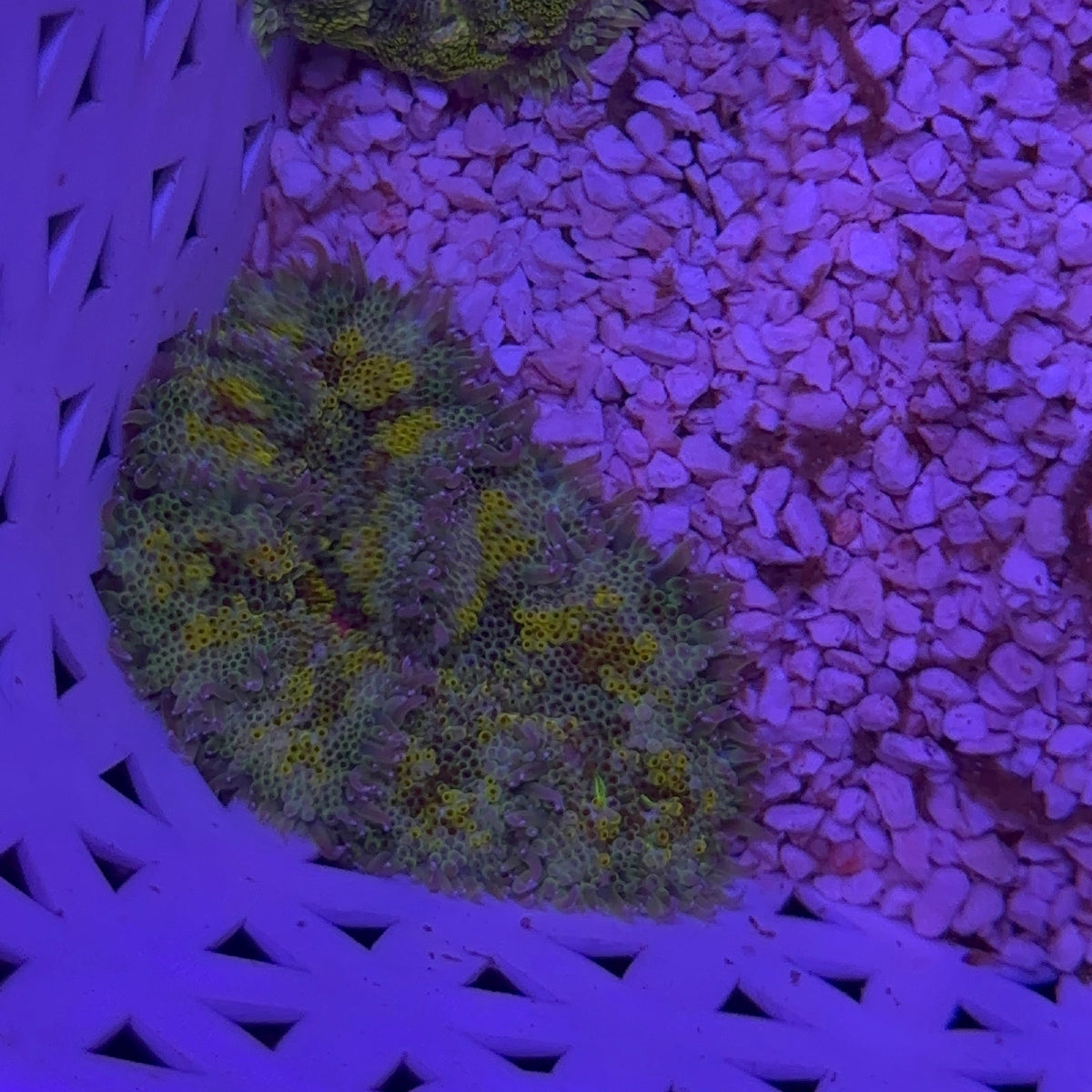 Mini Carpet Anemon