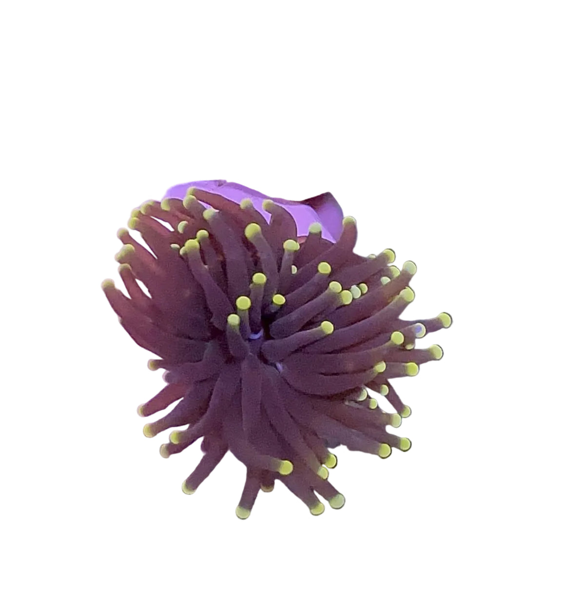 Black Torch