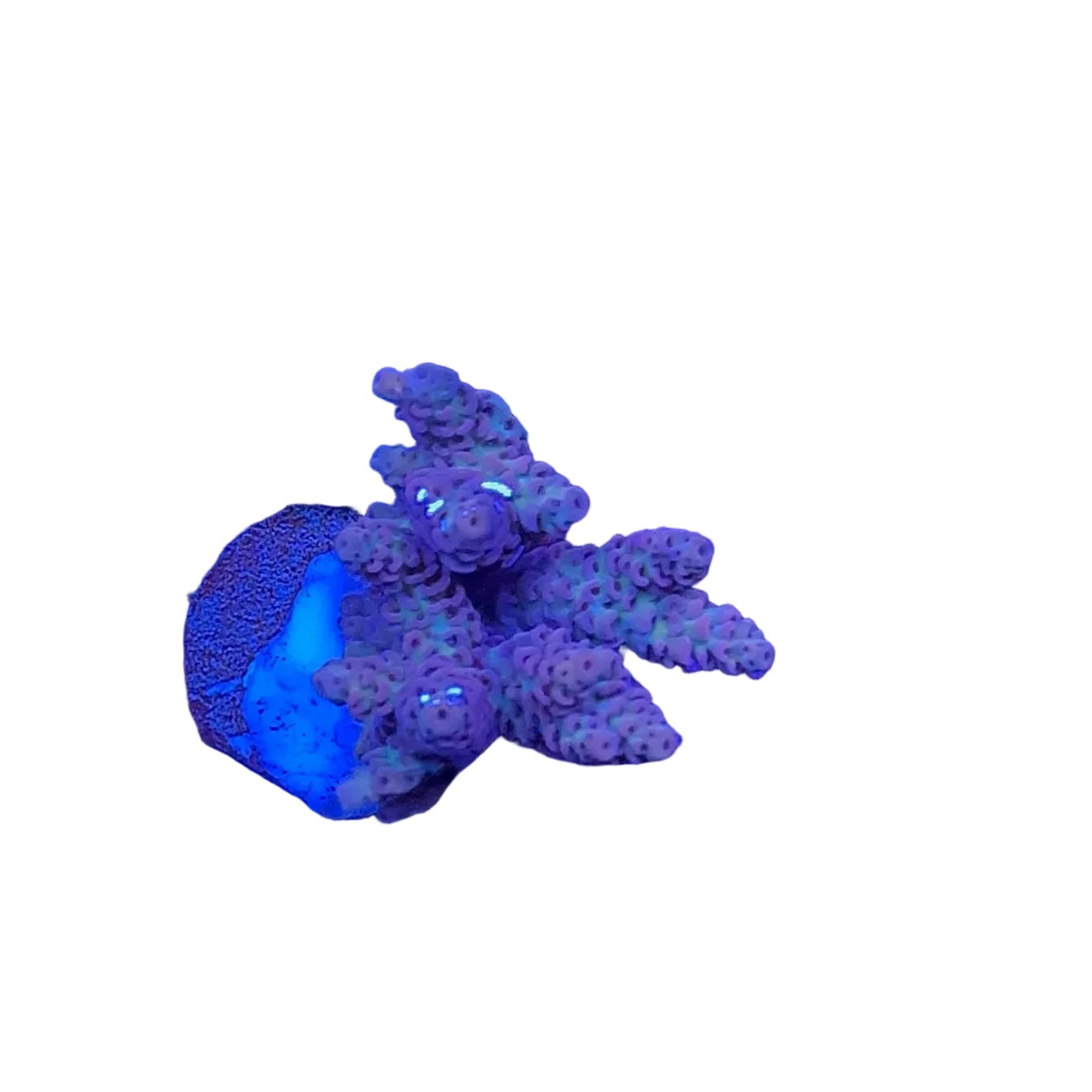 Acrapora Sp. Frag