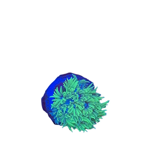 Goniopora Green Frag