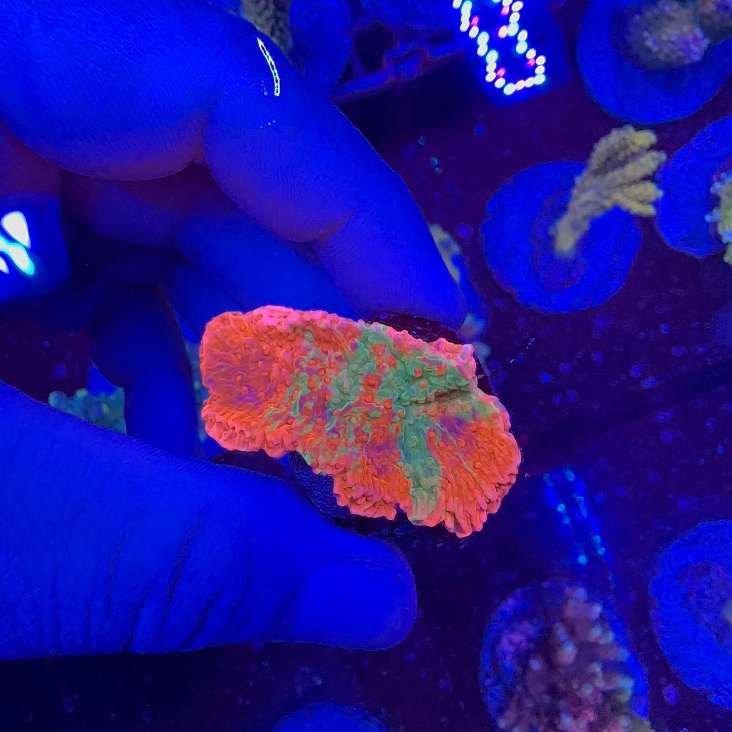 Graft Montipora Frag