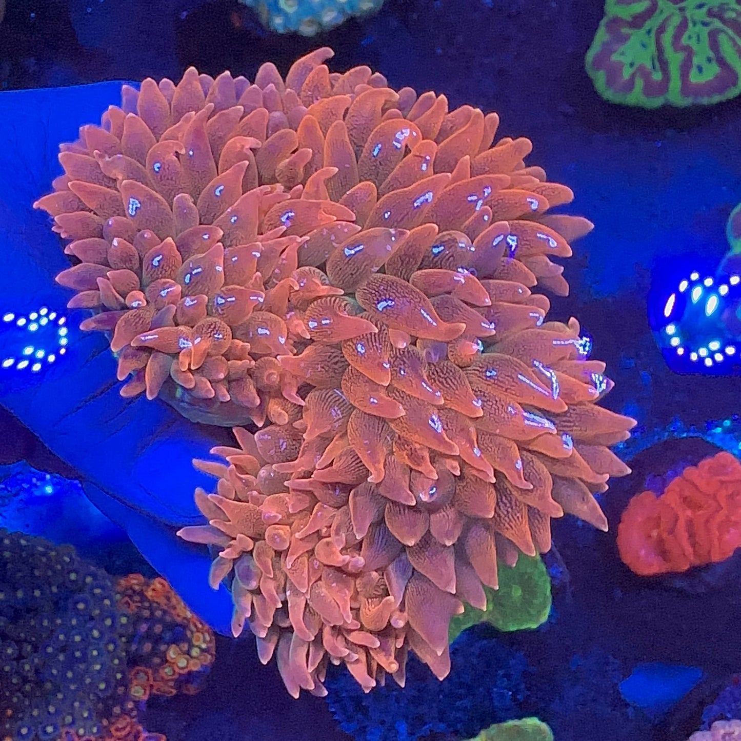 Bubble Anemon Orange Large