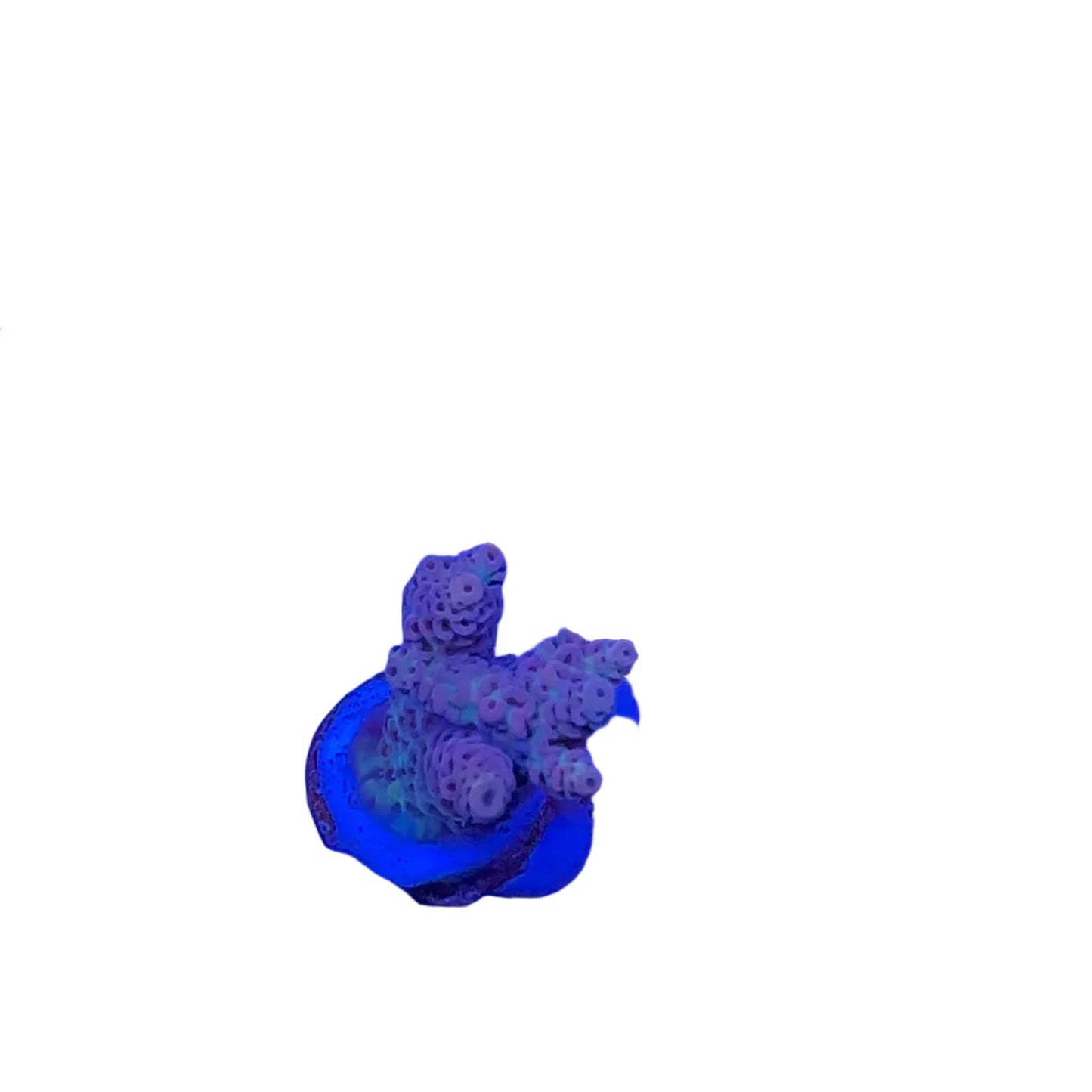 Acrapora Sp. Frag