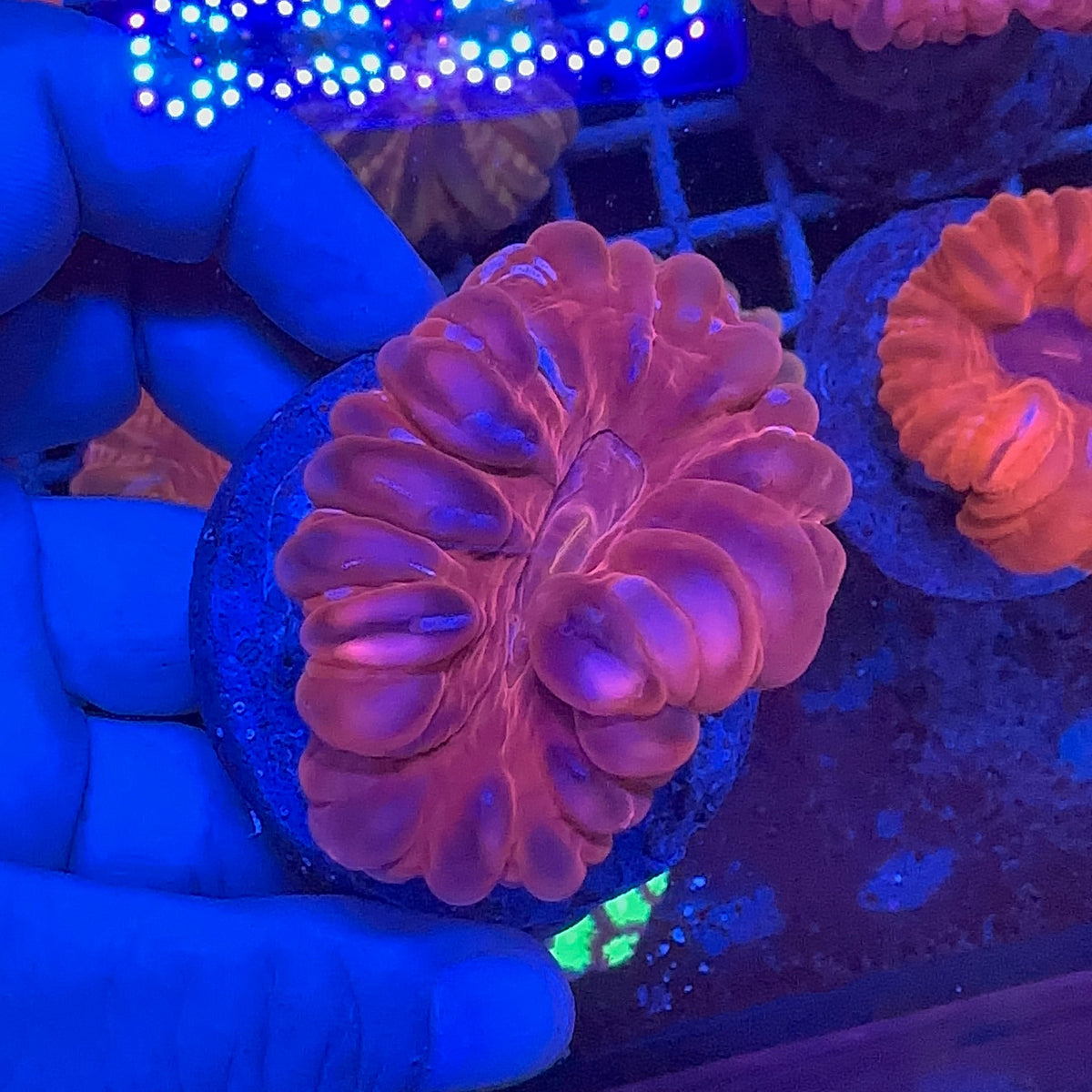 Cynarina Coral