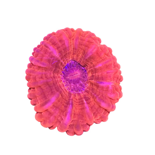 Cynarina Coral