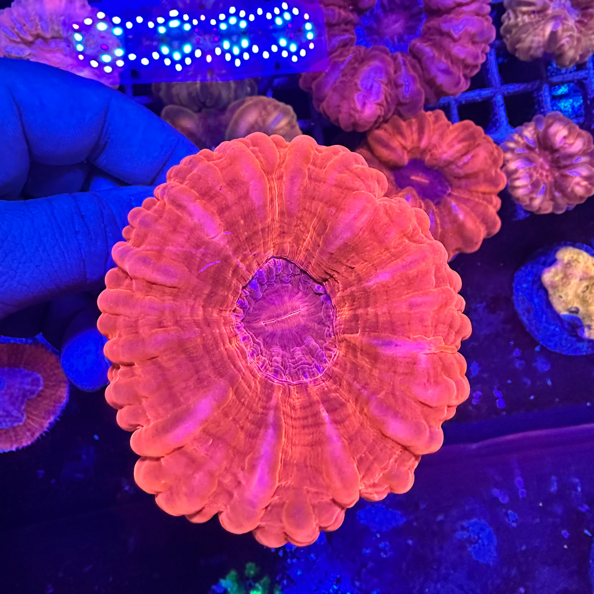 Cynarina Coral