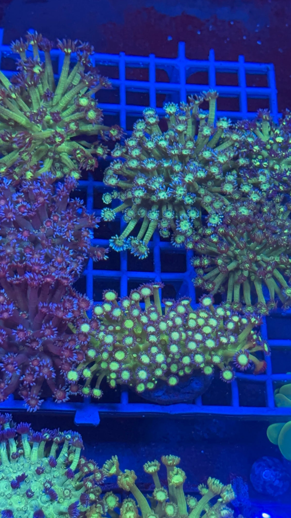 Goniopora Green