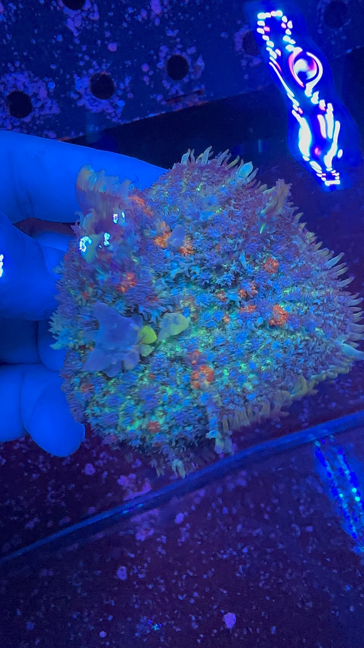 Skittle Bounce Rhodactis