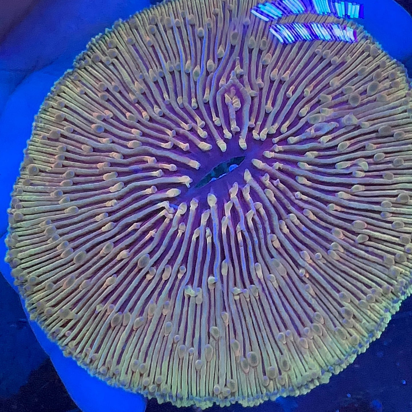 Fungia Golden