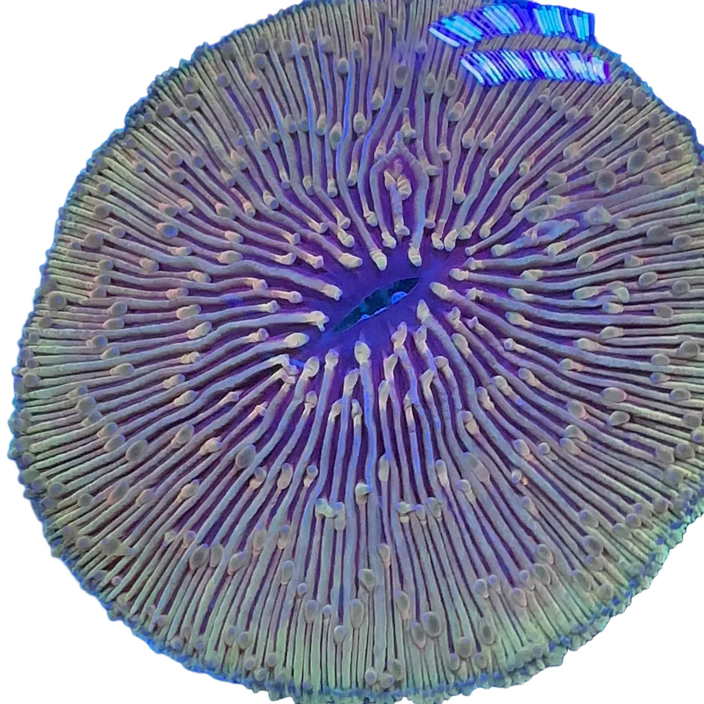 Fungia Golden