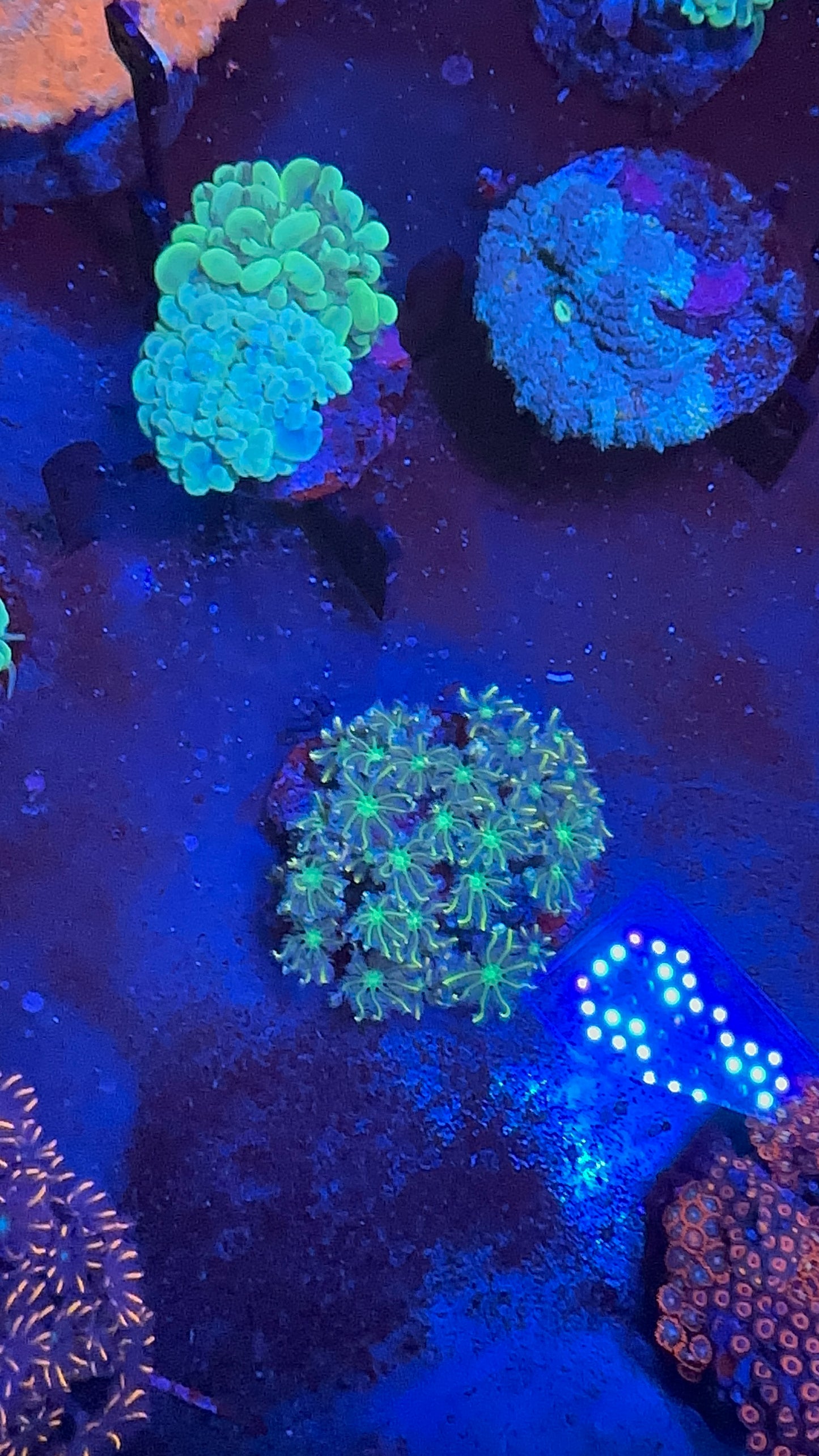 Glove Polyp
