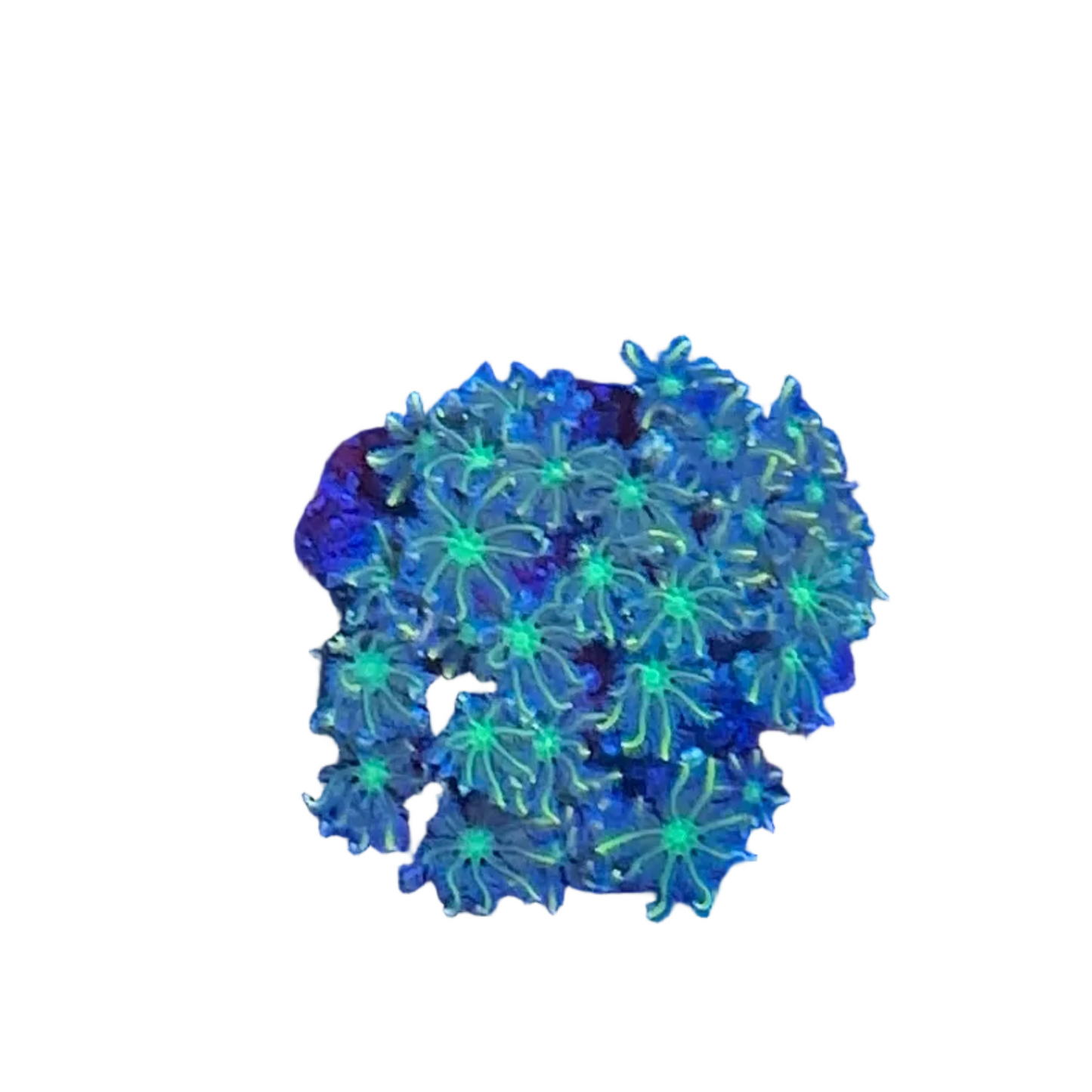 Glove Polyp