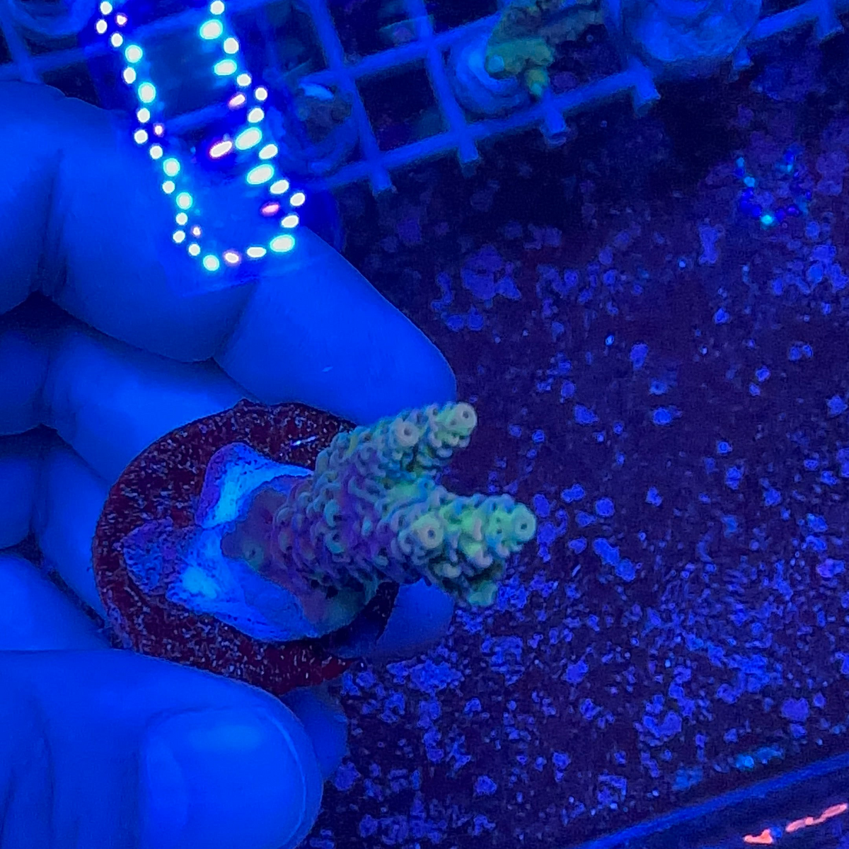 Acrapora Sp. Frag