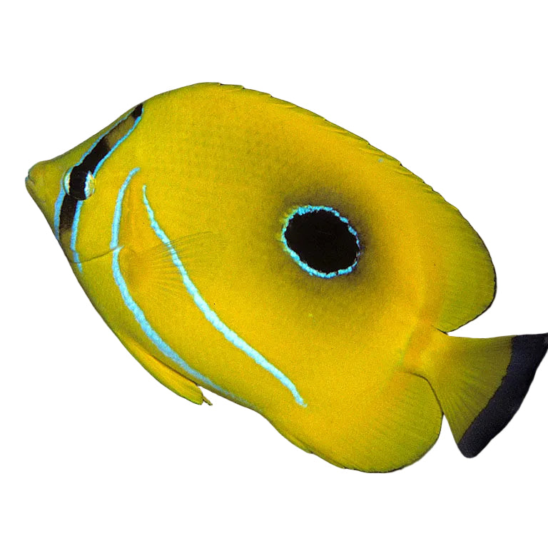 Bennetti Butterflyfish