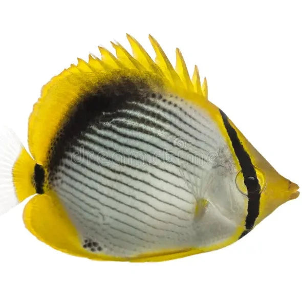 Blackback butterflyfish