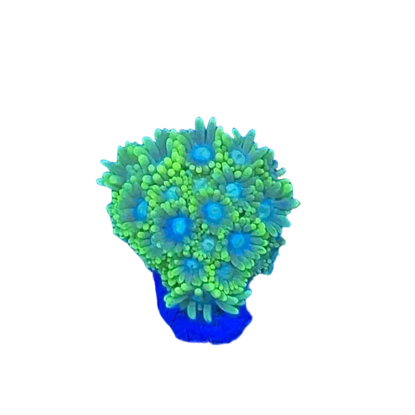 Goniopora Green Frag