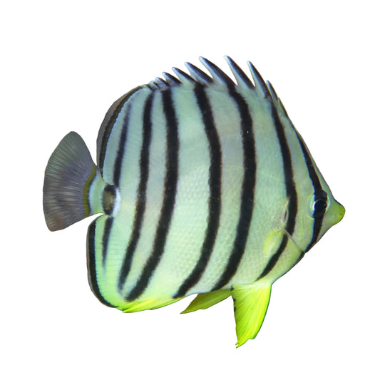 Eightbanded Butterflyfish
