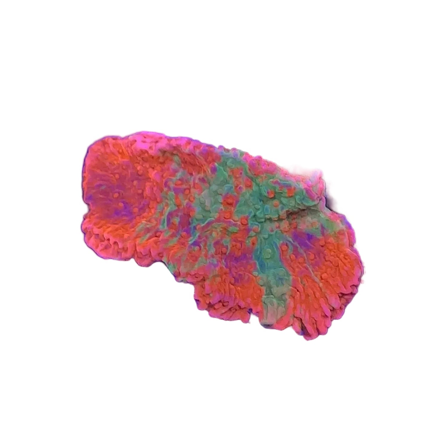 Graft Montipora Frag
