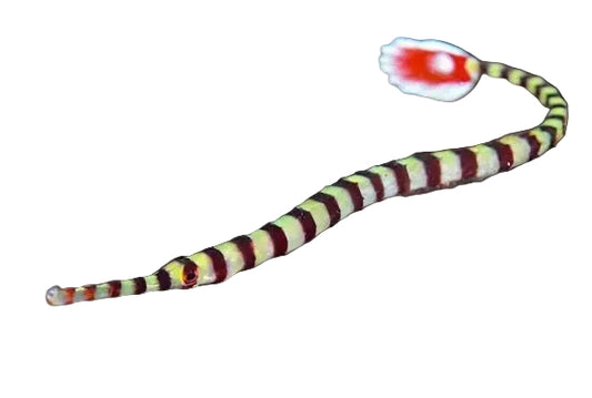 Banded Pipefish