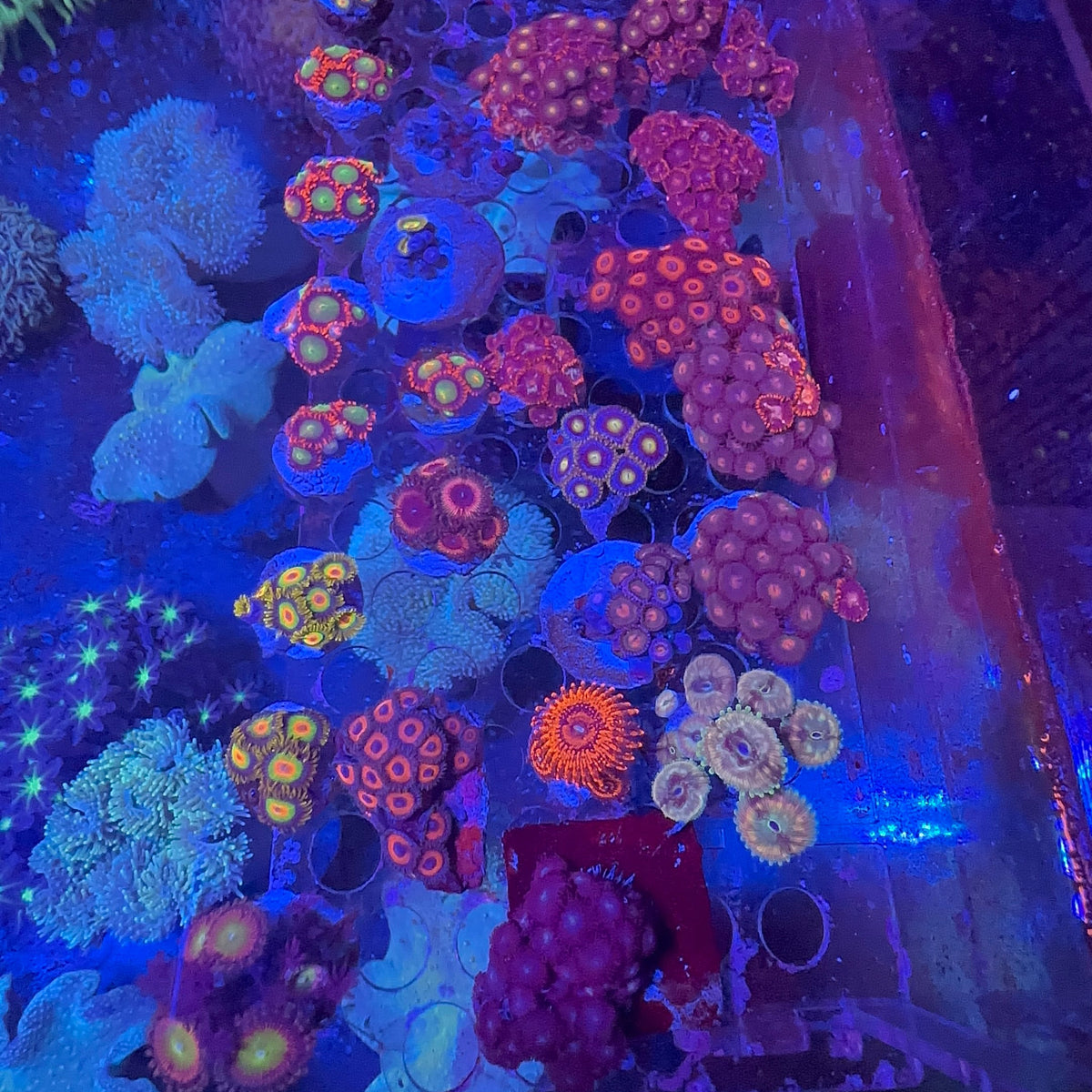 Zoa  Frag
