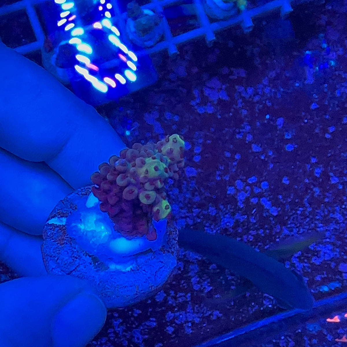 Acrapora Sp. Frag
