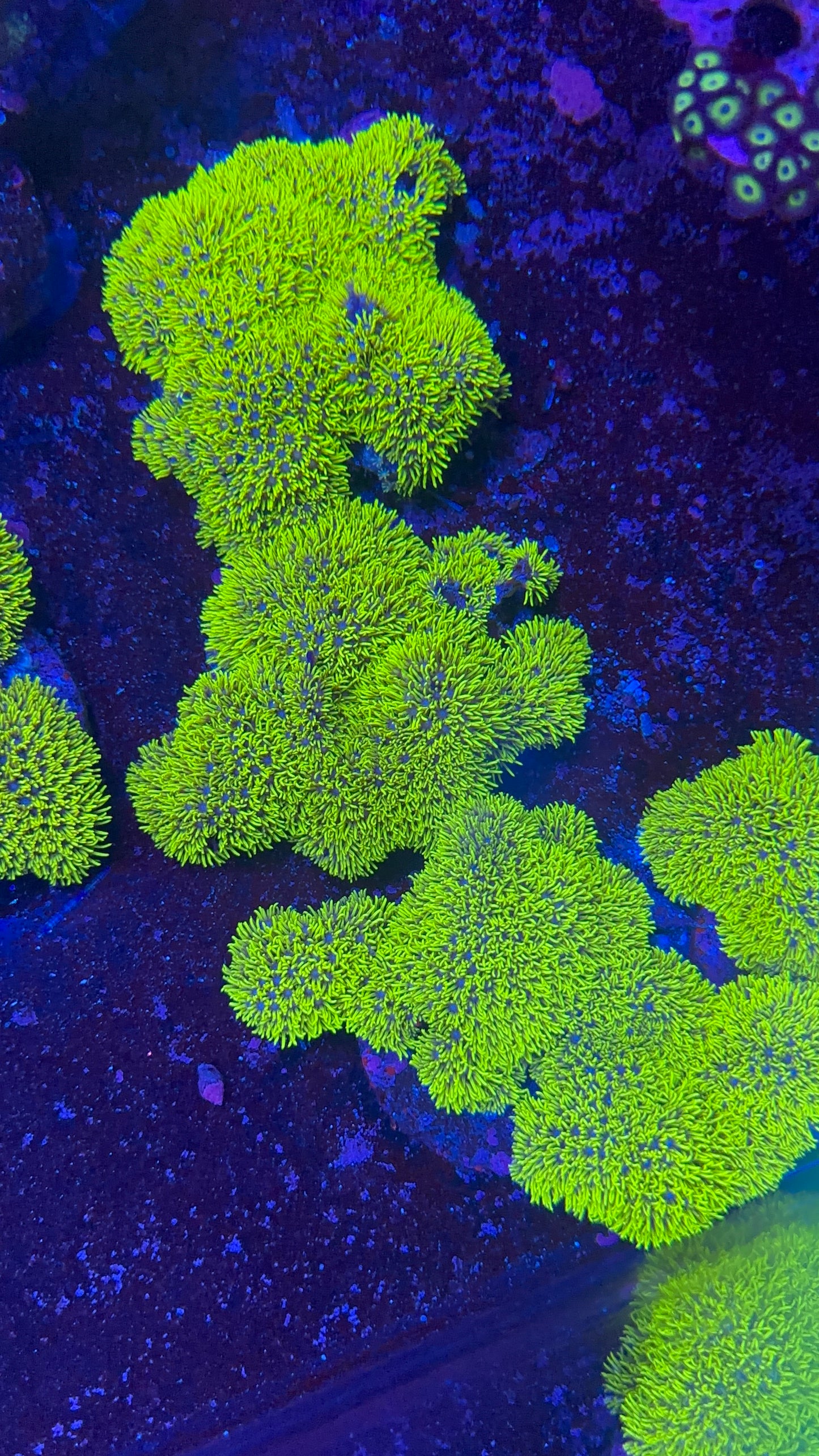 Star Polyp Metalic