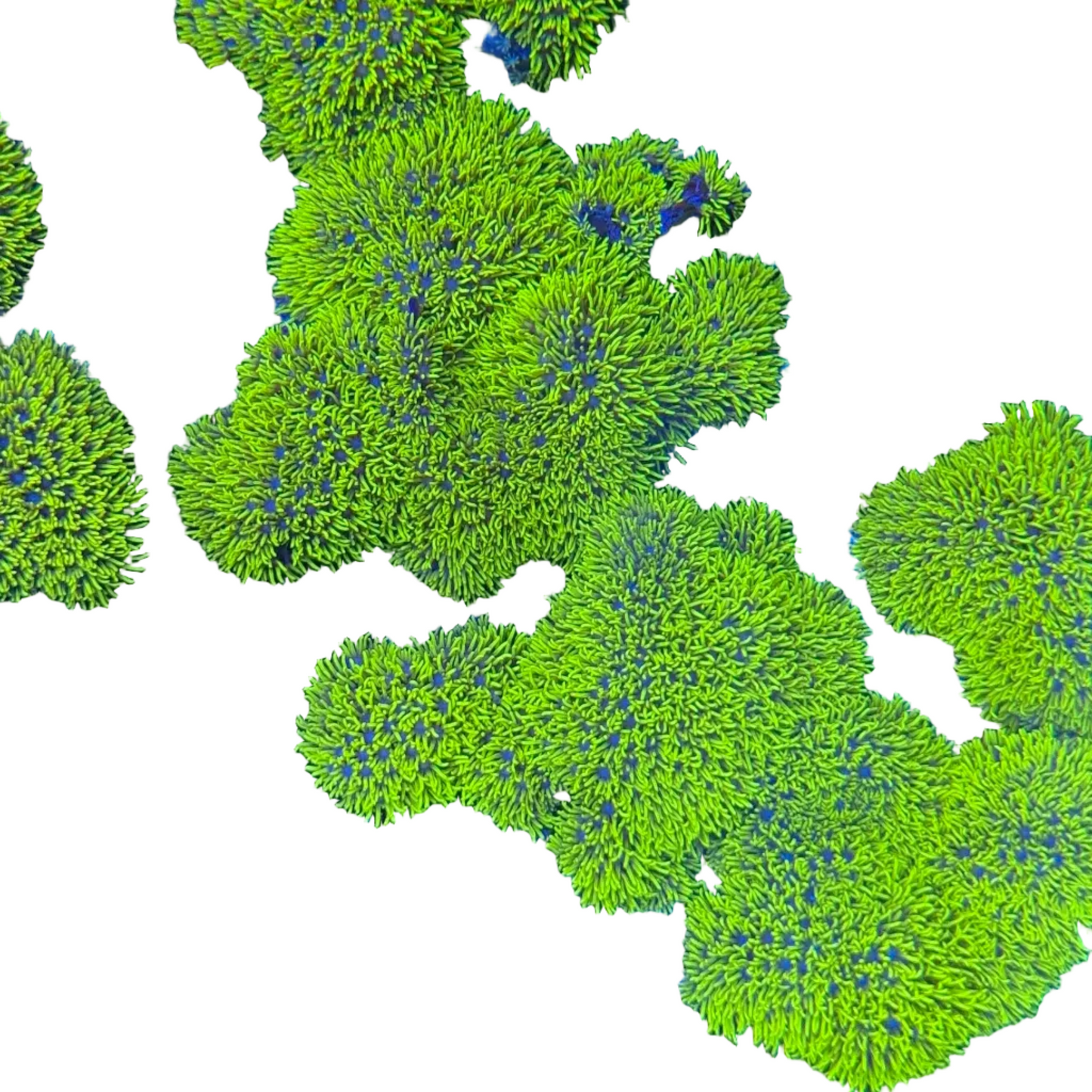 Star Polyp Metalic
