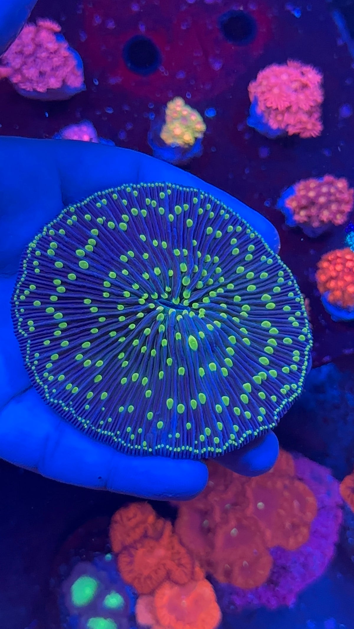 Fungia