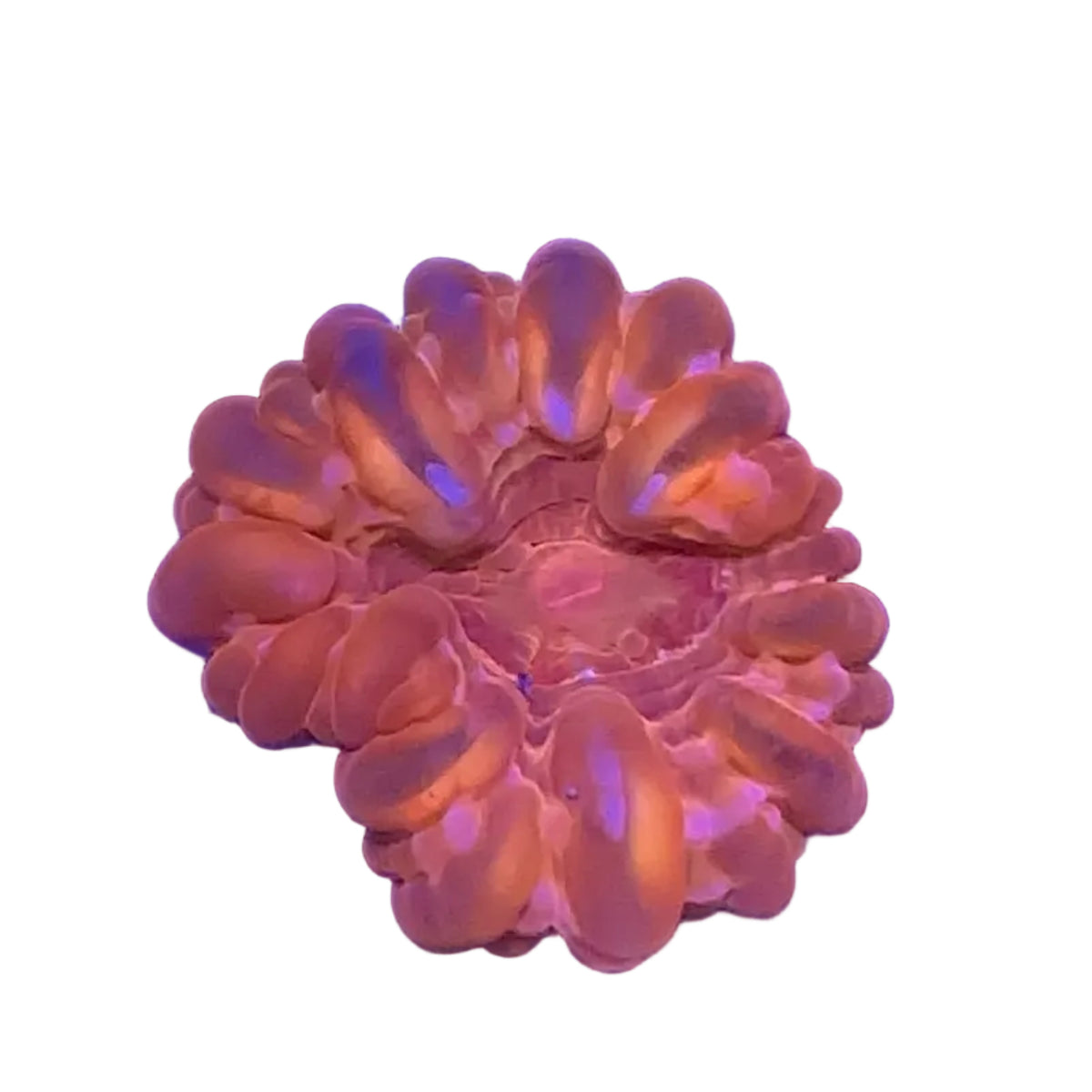Cynarina Coral