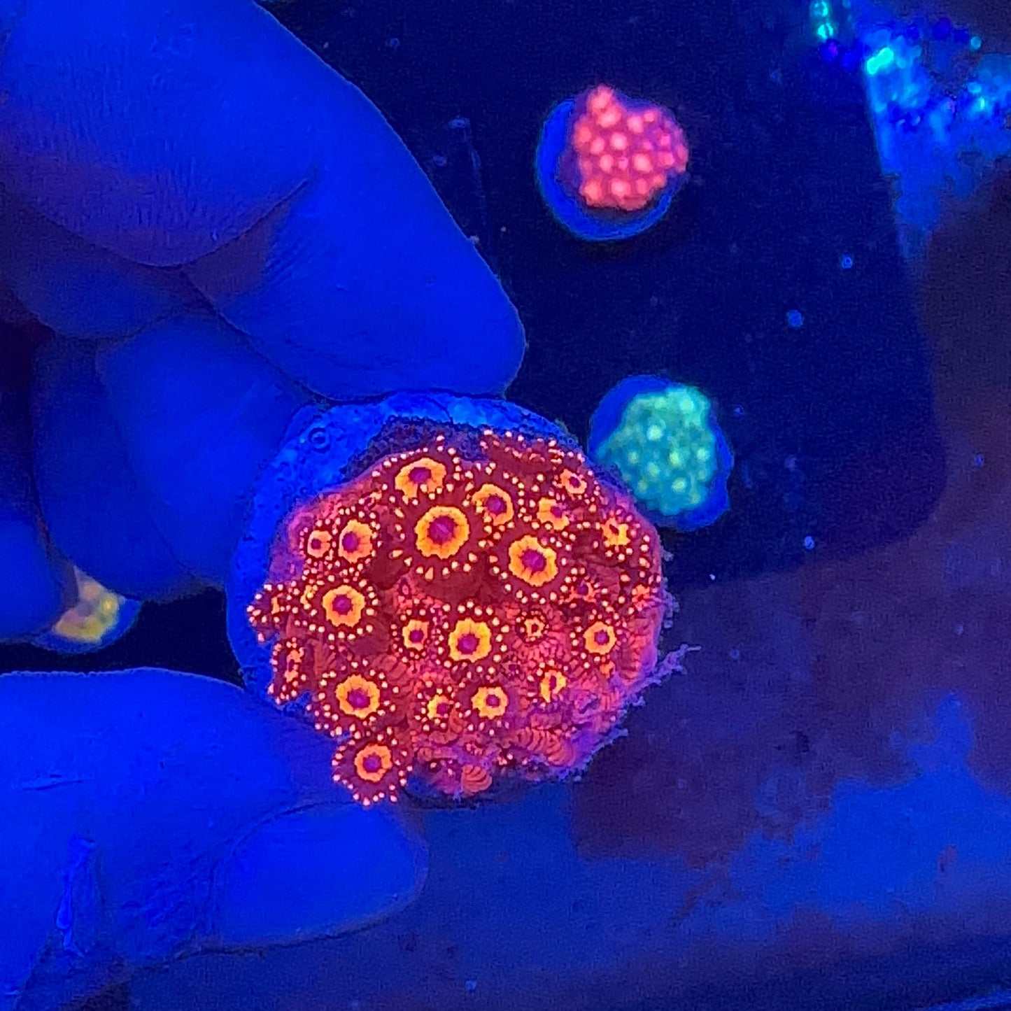 Goniopora Red Frag