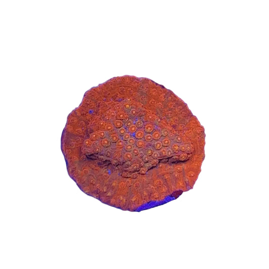 Crimson Stylocoeniella