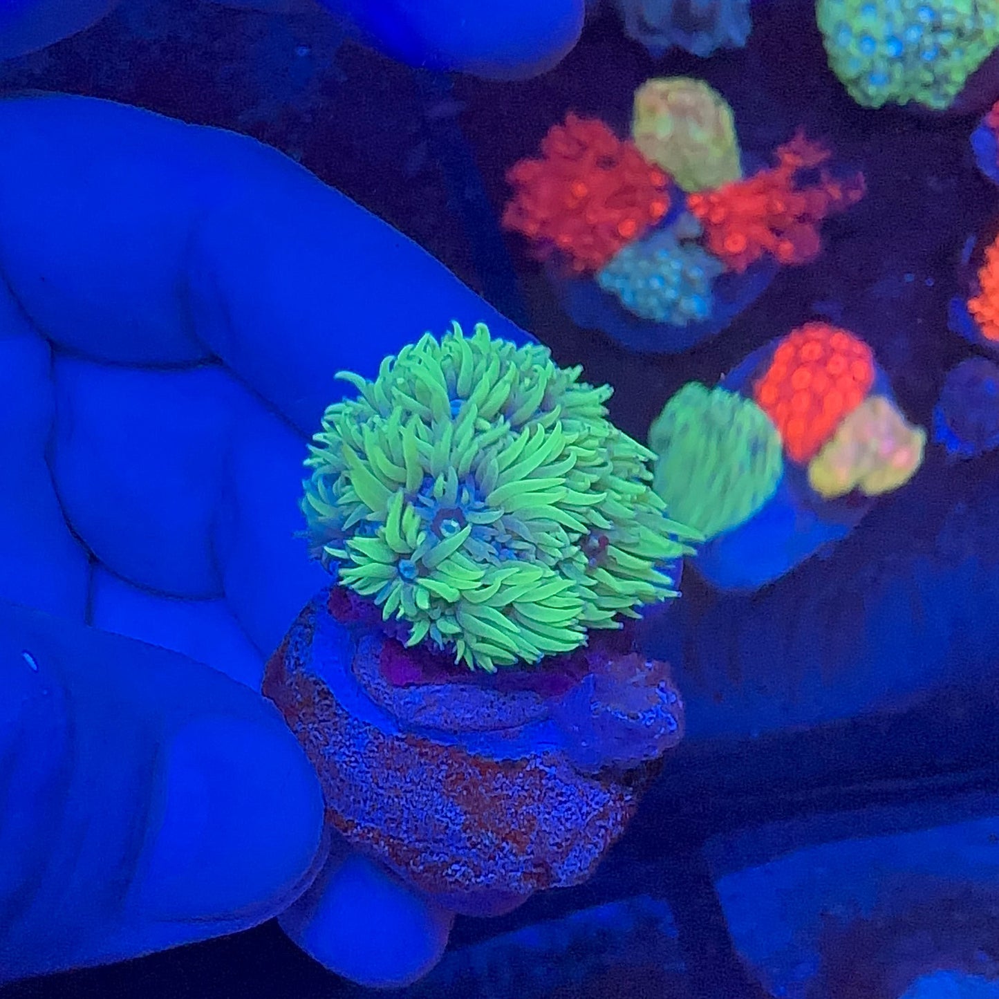Goniopora Green Frag