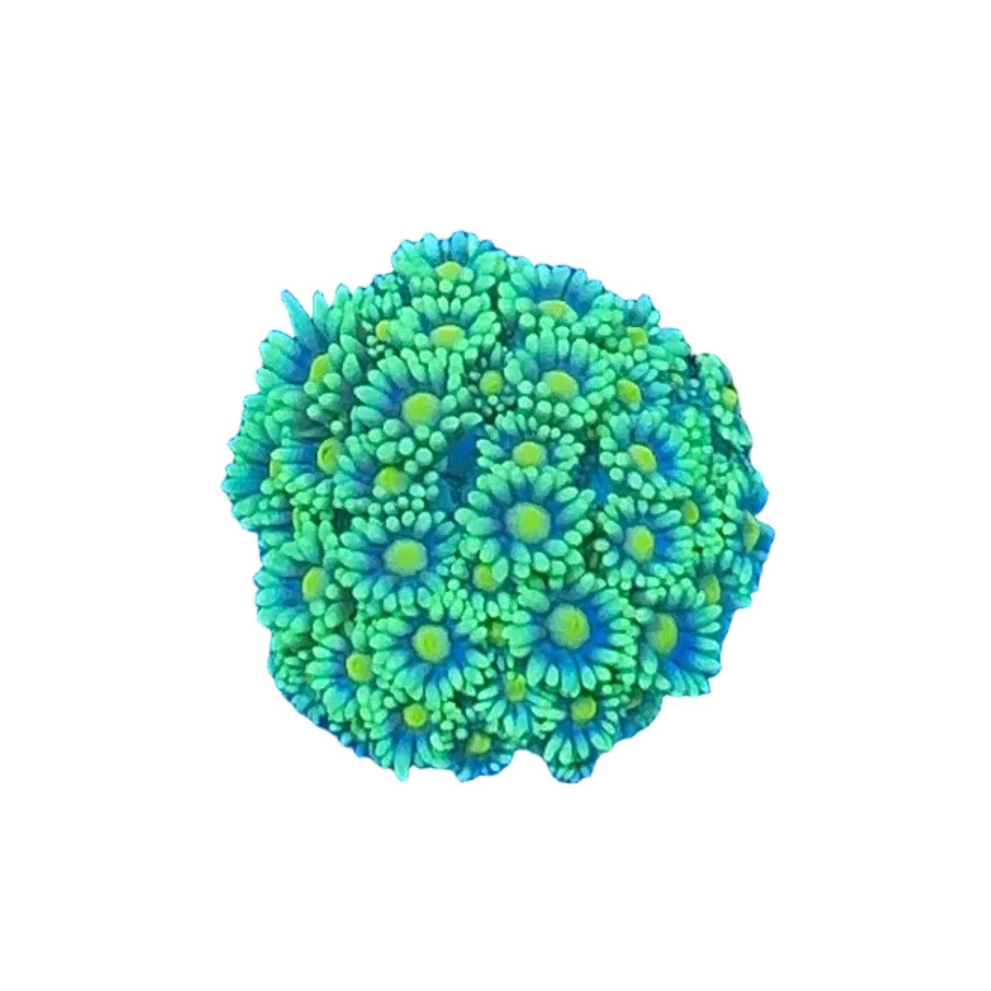 Goniopora Green Frag