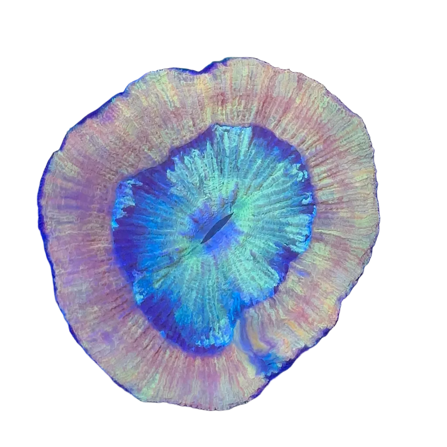 Brain Coral (Trachyphyllia ) Premium