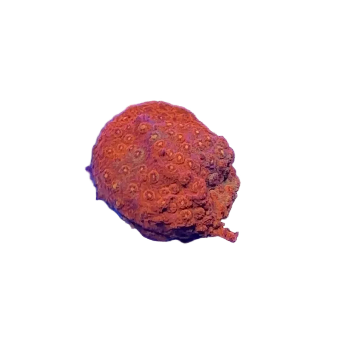Crimson Stylocoeniella