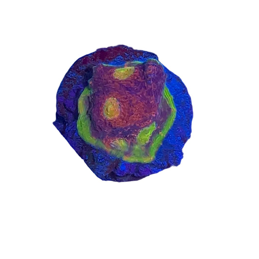 Watermelon Chalice Frag