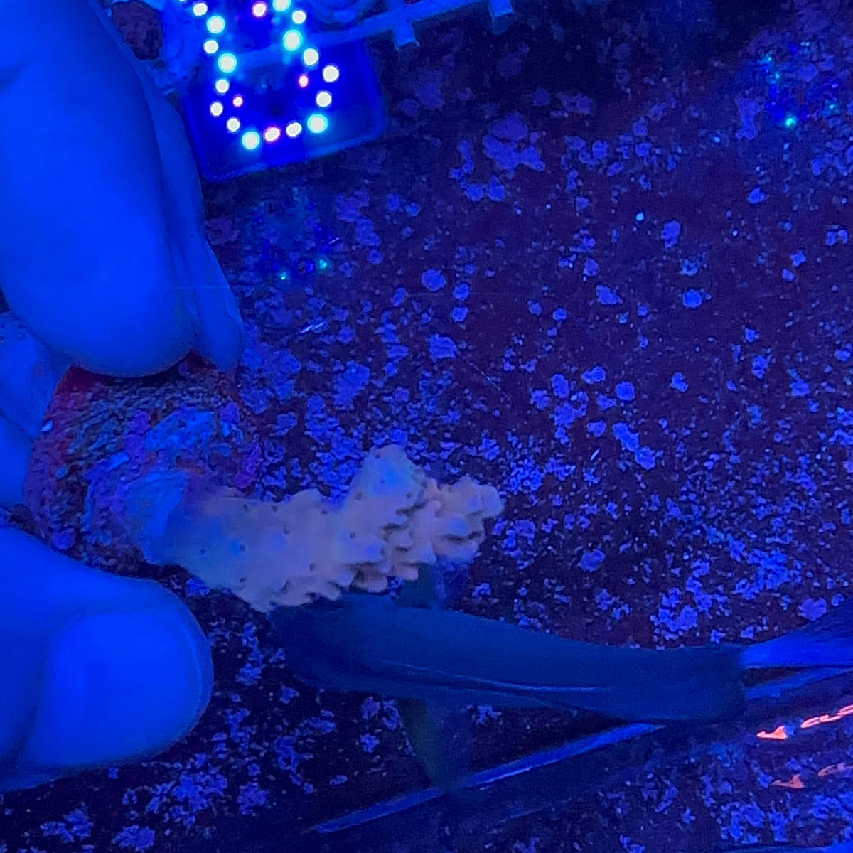 Acrapora Sp. Frag