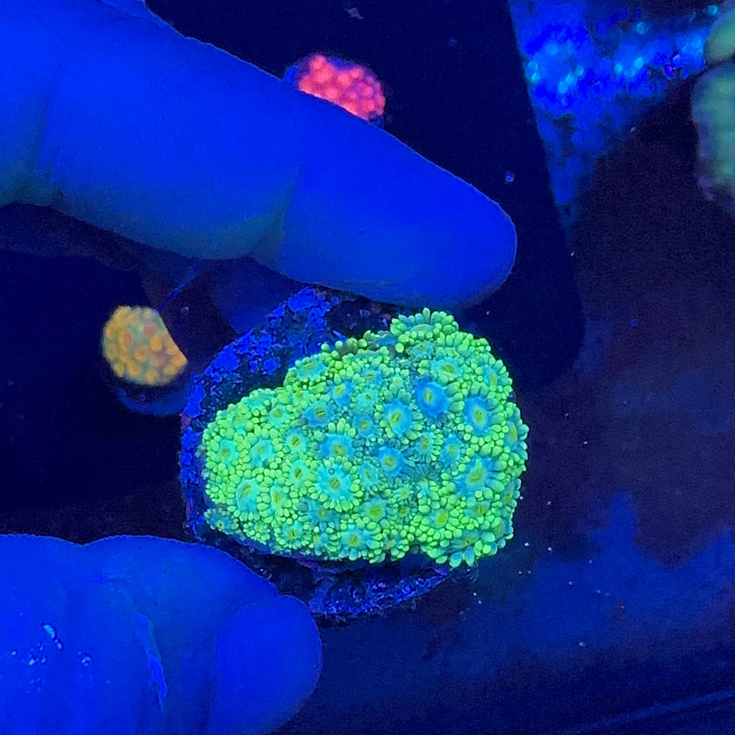 Goniopora Green Frag
