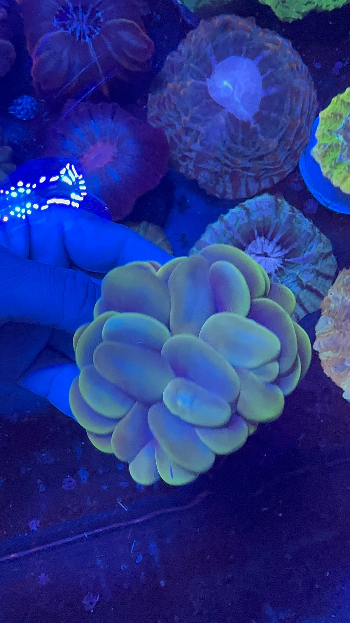 Bubble Coral