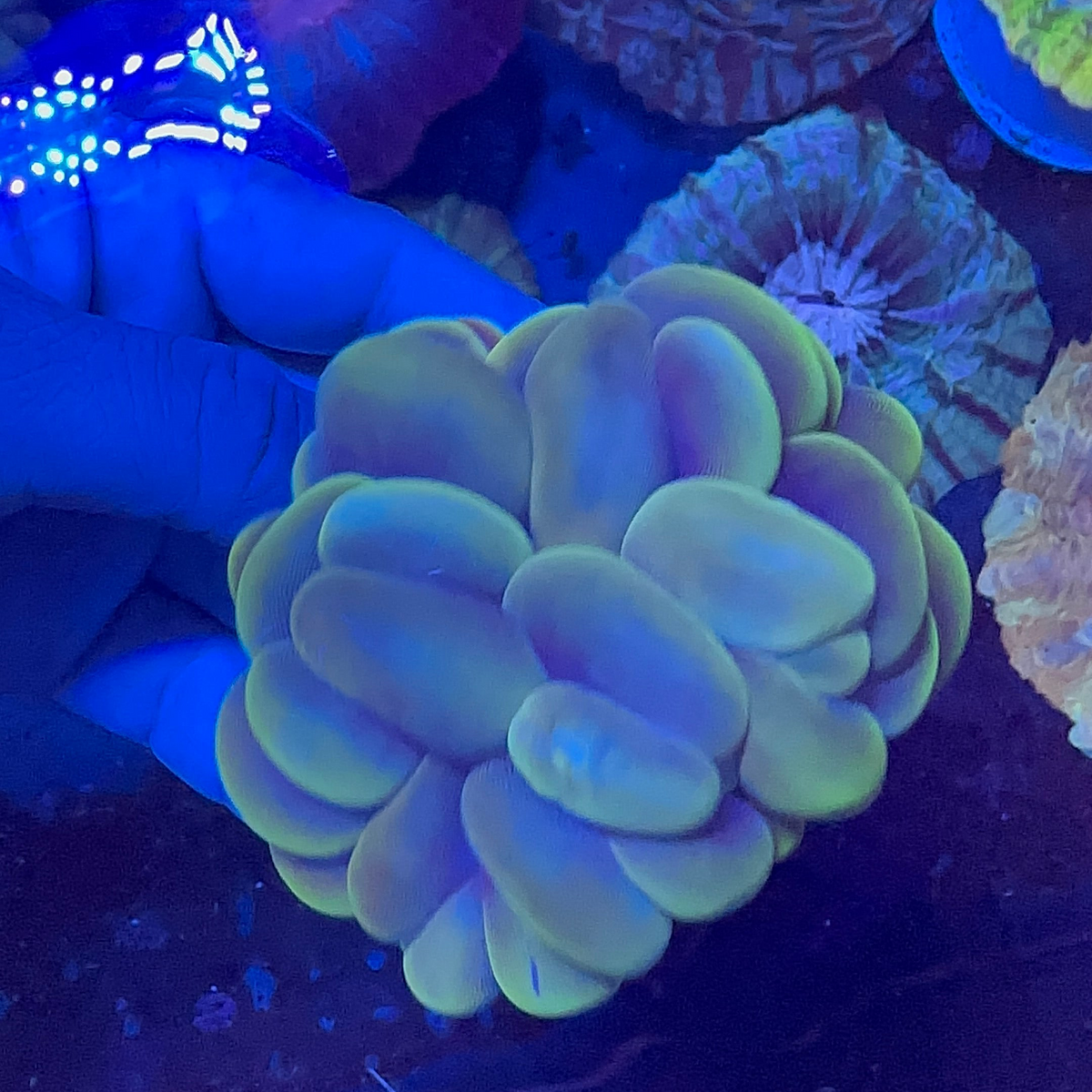 Bubble Coral