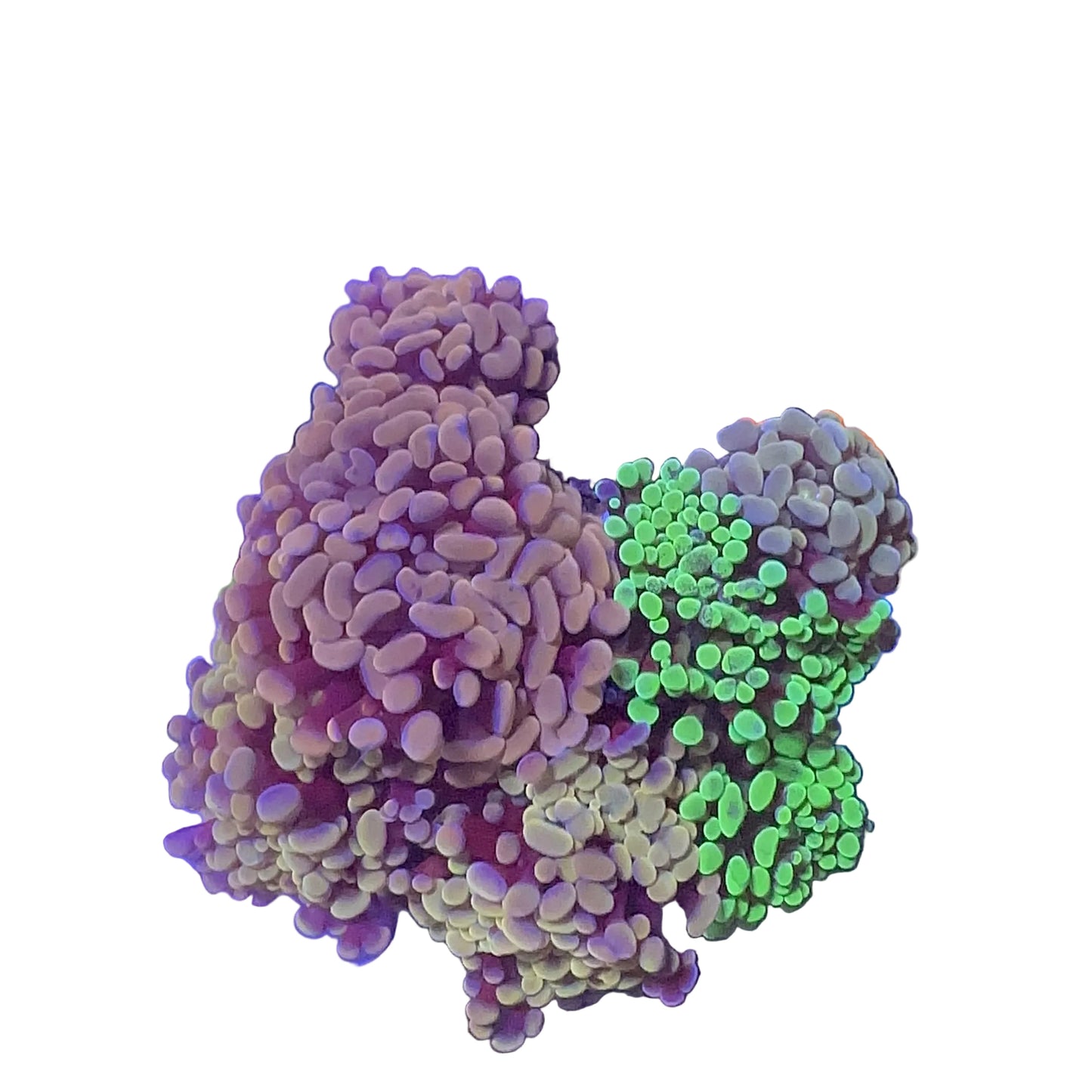 Hammer Coral Mix