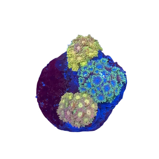 Goniopora Multicolor MİX