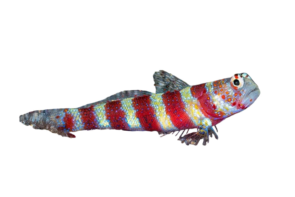 Wheeler’s Shrimp Goby