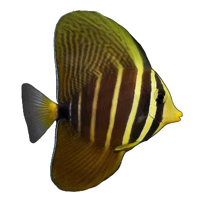 Sailfin Tang (veliferum)