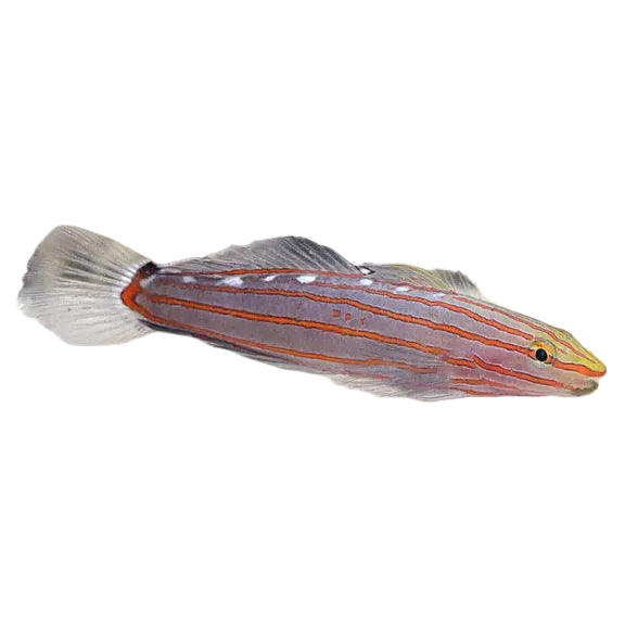 Rainford Goby
