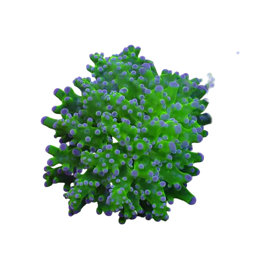 Frogspawn