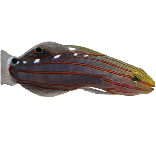 Rainford Goby